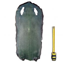Peau entière de Raie Galuchat Bleue