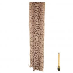 Peau de Serpent Pyhon longueur 107 cm