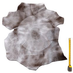 Peau entière de Chèvre gris argenté imprimé