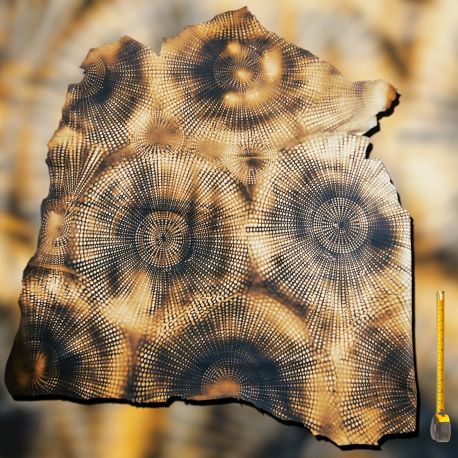 Peau entière de Chèvre dorée