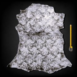 Peau entière de Chèvre Lace Collection