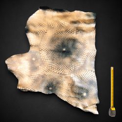 Peau de Chèvre dorée