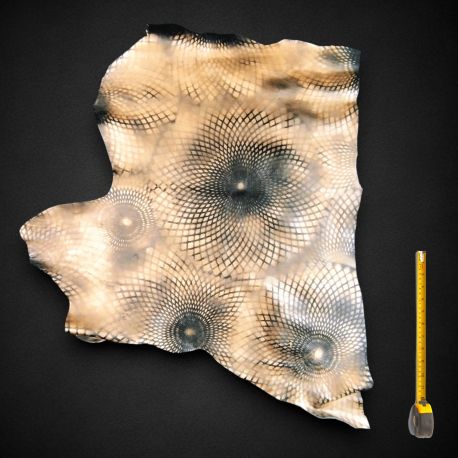 Peau de Chèvre dorée